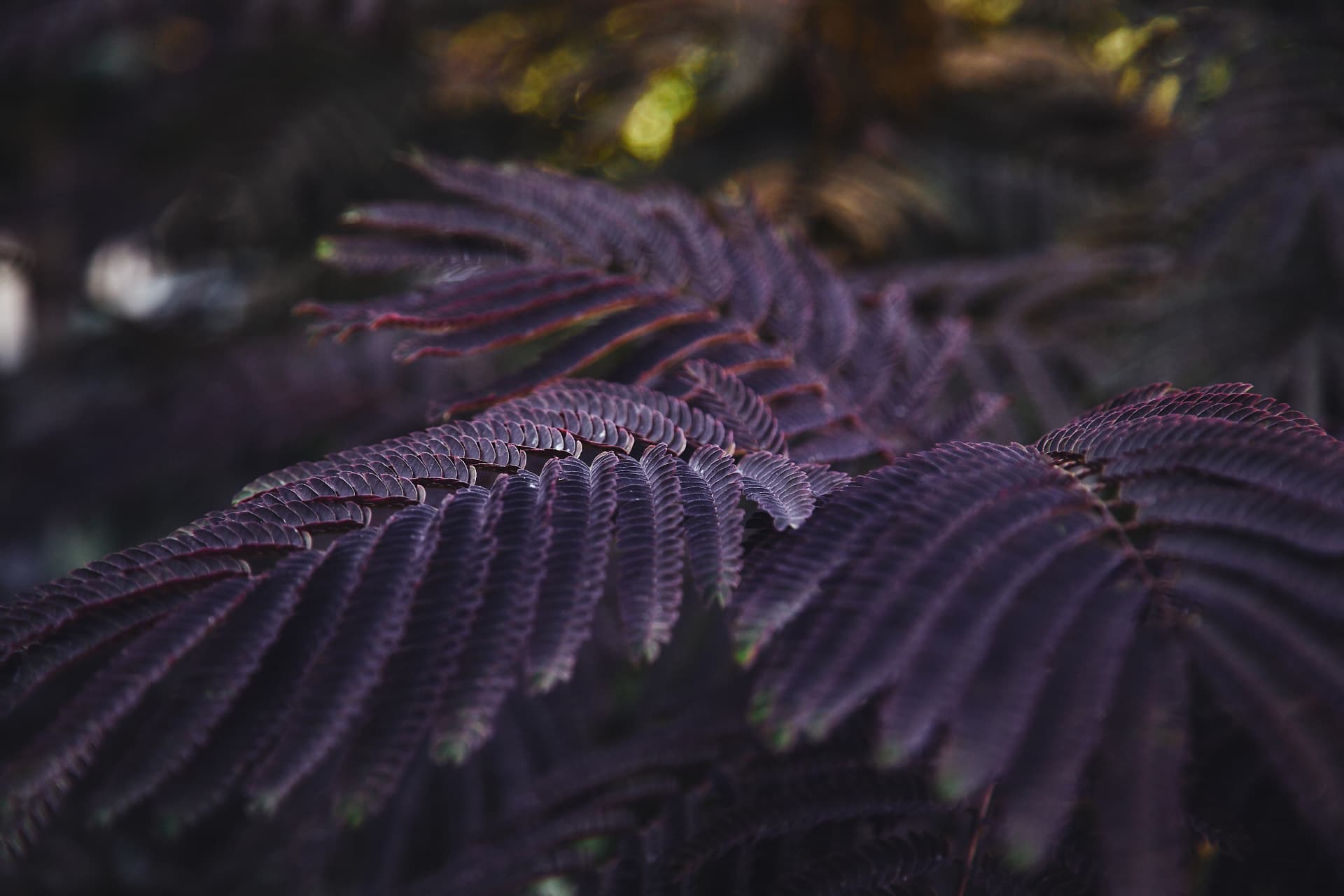 Deep purple Florish foliage